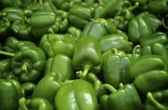 capsicum