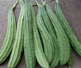 Ridge Gourd