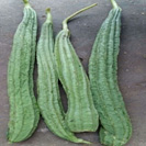 Ridge Gourd