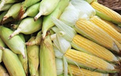 sweet-corn